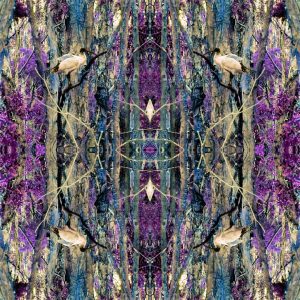 Ibis purple