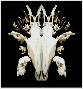 I Want Your Skulls
